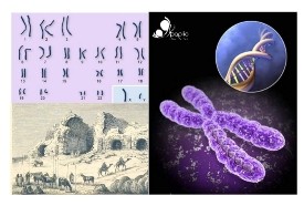 THE ANCIENT ARAB & SEX CHROMOSOMES (Genome) - TENTANG KROMOSOM PENENTU JENIS KELAMIN