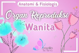 Anatomi & Fisiologi Organ Reproduksi Wanita