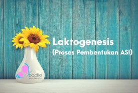 Laktogenesis (Proses Pembentukan ASI) 